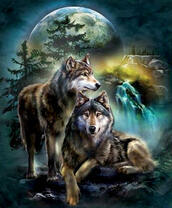 Два серых волка в свете ночи