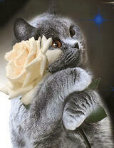 Милый британский котик с белой розой