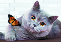 Светло-серая кошечка с бабочкой