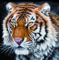 Пушистый тигр