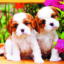 Милые щеночки у розовых цветов