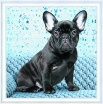 Французкий мопс на синем диване