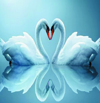 Любовь и лебеди