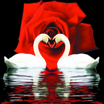 Лебединая любовь и роза