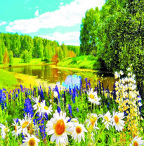 Полевые цветы у летней реки