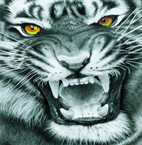 Черно-белый тигр с янтарными глазами