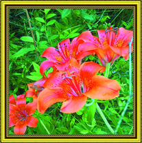 Цветение лилий