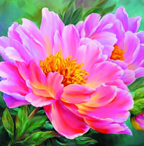 Ярко-розовый пион