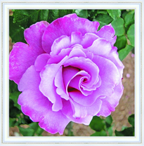 Фиолетовая роза