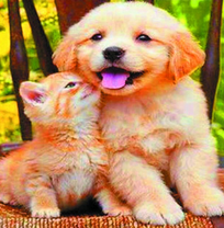 Щенок и рыженький котёнок