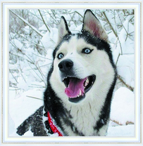 Хаски в заснеженном лесу