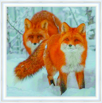 Рыжие лисички на снегу