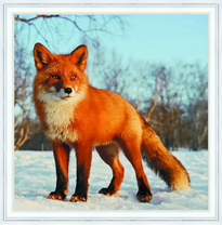 Молодая лиса на снегу