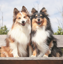 Две милые собаки