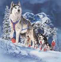 Ездовые собаки в горах