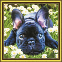 Французский бульдожек среди ромашек