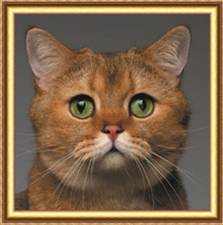 Рыжий грустный котик