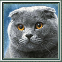 Шотландская вислоухая кошечка