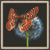 Пятнистая бабочка на одуванчике