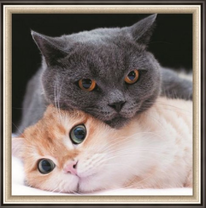 Рыжая кошечка и пепельный кот