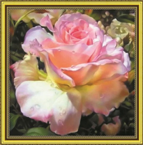 Большая нежная роза