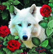 Белый волк среди красных роз