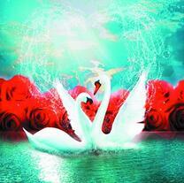 Белые лебеди на фоне больших красных роз