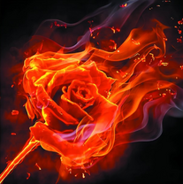 Огненная роза