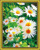 Цветущие под солнцем ромашки