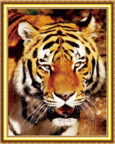 Грозный тигр под лучами солнца