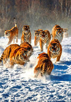Амурские тигры играют на снегу