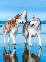 Пара лаек на тающем льду