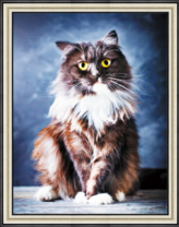 Черно-белый котик с большими глазами