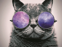 Серый кот в небесных очках