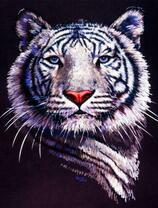 Тигр альбинос на темном фоне