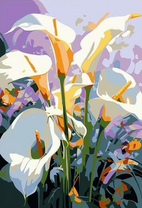 Белые каллы на цветном фоне