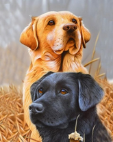 Рыжий и чёрный лабрадор