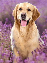 Довольный лабрадор на лавандовом поле