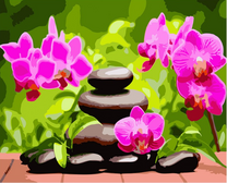 Розовые орхидеи и камни