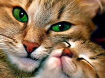 Зеленоглазая кошка со своим малышом