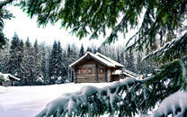 Деревянный домик в сосновом лесу