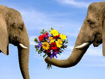 Влюбленные слоны и букет цветов