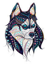 Красивый хаски