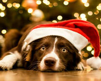 Песик в новогодней шапке