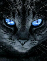 Черный кот с голубыми глазами