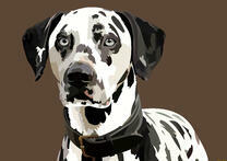 Взрослый далматинец