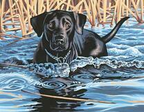 Пёс на охоте в озере