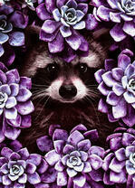 Енот среди фиолетовых цветов