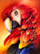 Большой и грозный попугай Ара