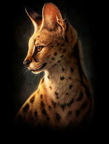 Милая и дикая кошечка